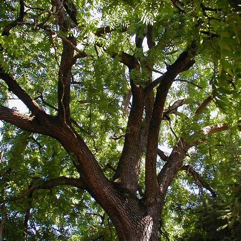 Black Walnut Is a Common North American Tree