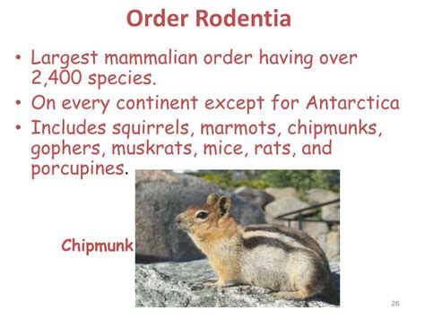 PPT - Mammalian Classification PowerPoint Presentation - ID:3910989