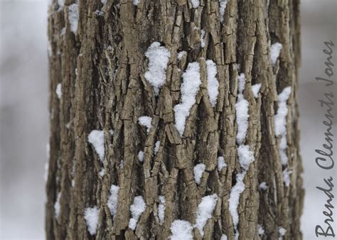 Black Walnut Bark – Tendrils