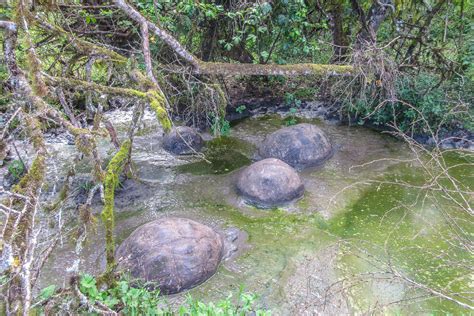 Giant Tortoise in the Galapagos - Flying and Travel