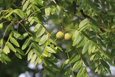 Black Walnut Trees (U.S. National Park Service)