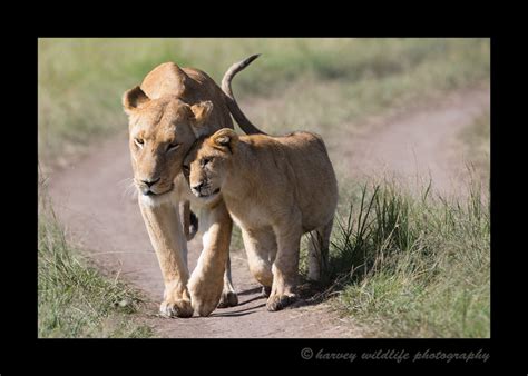 Lion Hug Masai Mara: Pictures of lions in Kenya, Tanzania and South Africa