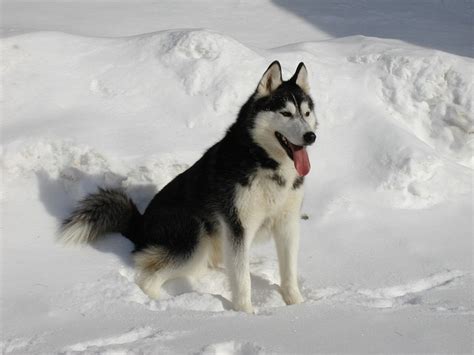 Siberian Husky Snow Dog · Free photo on Pixabay