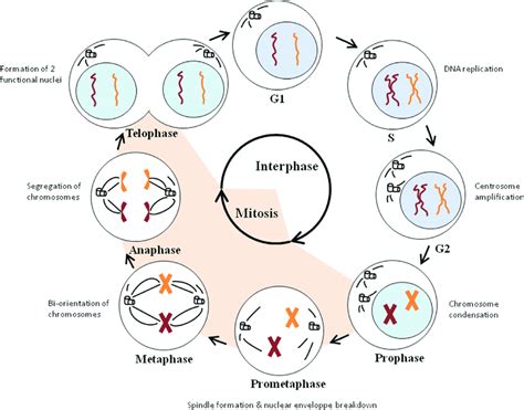 Stages Of Interphase Diagram