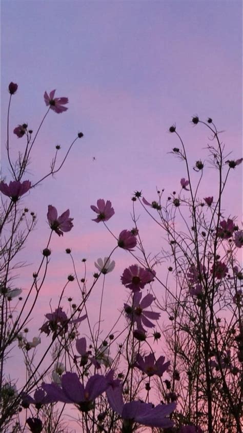 123 Wallpaper Aesthetic Flower - MyWeb