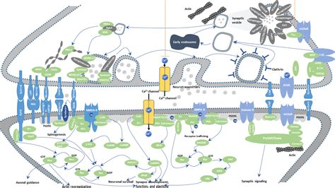 Excitatory synapse pathway - CUSABIO