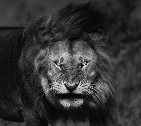 Angry Lion Wallpapers - Wallpaper Cave