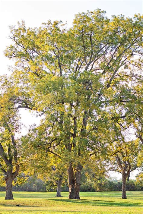 Hardy Native Pecan Tree For Sale | Buy Carya Illinoinensis Tree Online ...