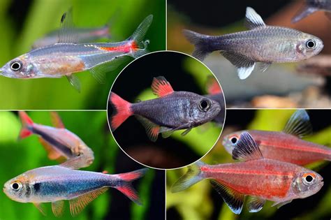 Rare Fish Species List