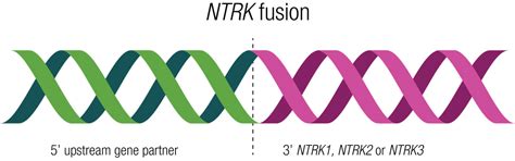 NTRK Gene Fusions | OncologyPRO