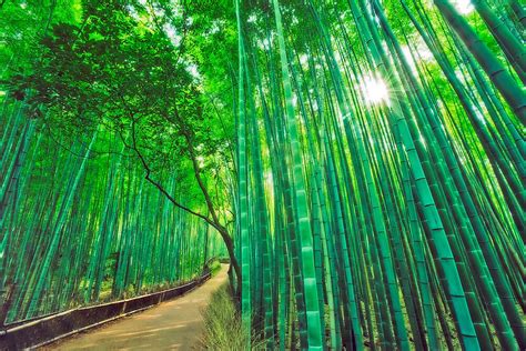 "Bamboo forest at Sagano - Arashiyama (Kyoto)" by Yves Rubin | Redbubble