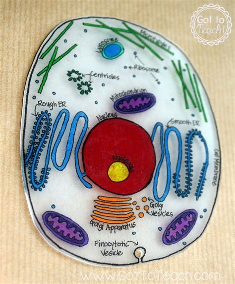 Animal Cell Model Instructions