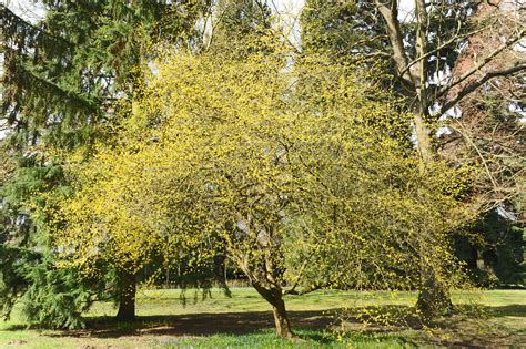 Cornus mas plant - molimuseum