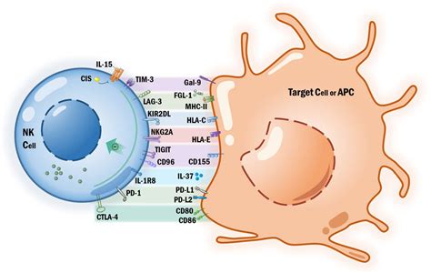 High Nk Cells Symptoms - Quotes Type