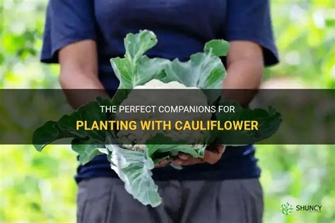 Cauliflower Companion Plants Kellogg Garden Organics™