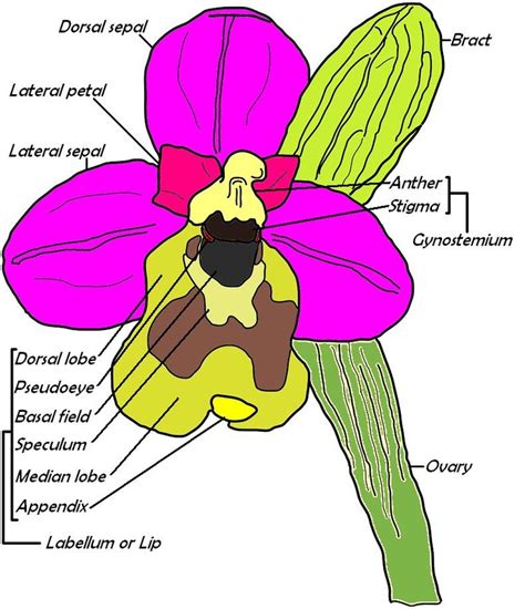 Orchid Care Orchid Aerides Crispum Types of Orchids How to grow