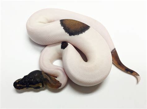 Panda Ball Pythons — Professional Breeders