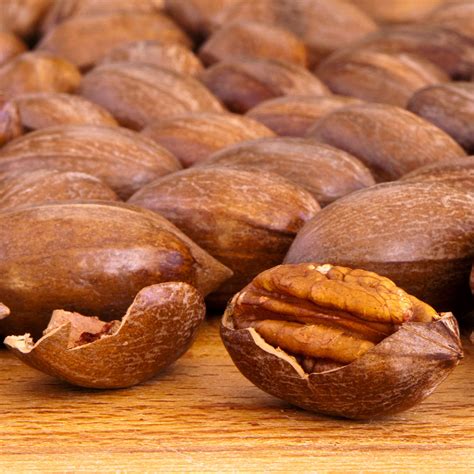 Hardy Pecan Trees for Sale | FastGrowingTrees.com