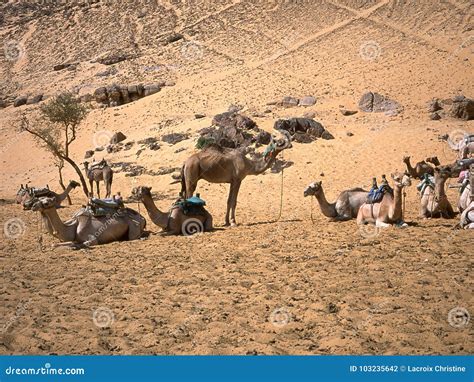 Camels On The African Desert Stock Photography | CartoonDealer.com ...