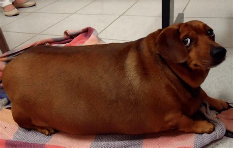 A big fat weiner : pics