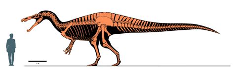 Suchomimus - Primeval Age