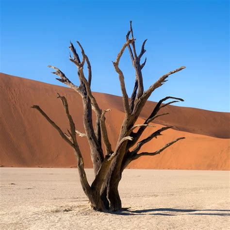 Namib Desert Photos, Download The BEST Free Namib Desert Stock Photos ...