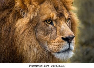 Lion Face Close Up: Over 16,940 Royalty-Free Licensable Stock Photos ...