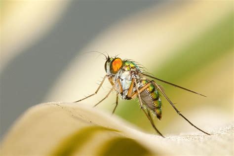 The Filthy Housefly: Spreading Illness and Disease