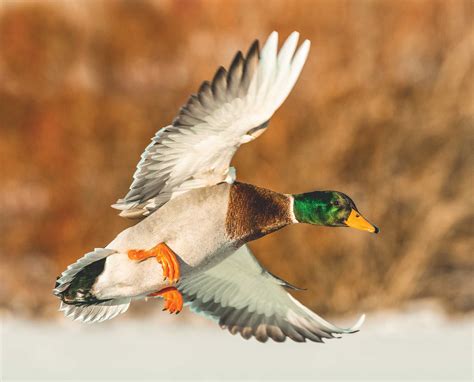 Ethics and Respect in Duck Hunting - Endless Migration