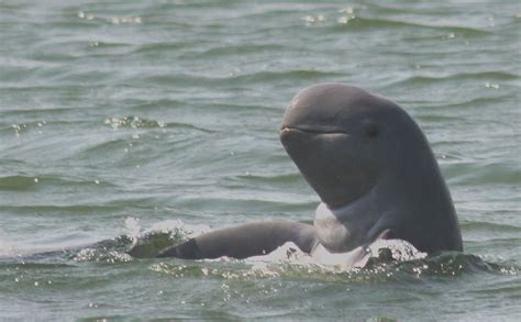 Irrawaddy dolphin - Whale & Dolphin Conservation USA