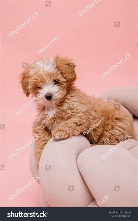 White Maltese Poodle Mix Puppies