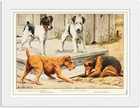 Terrier Dog Breeds Book Plate : Art Print £7.99 / Framed Print £22.99 ...