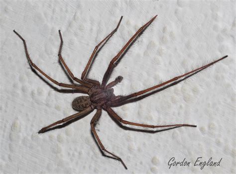 giant house spider bite - Tandy Maier