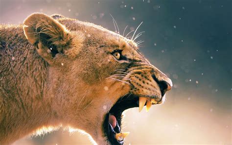 Download Angry Lion Roar Wallpaper - GetWalls.io