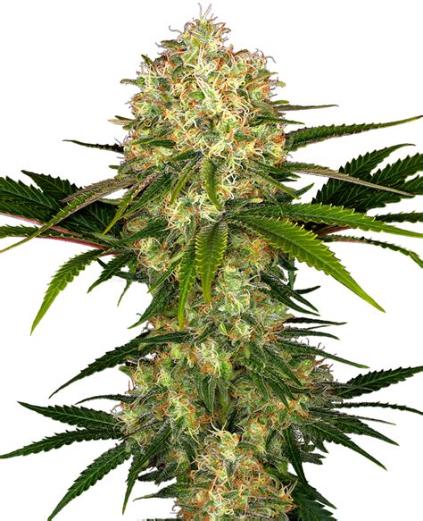 Afghani #1 Regular Seeds – Sensi Seeds UK