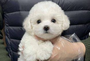 28+ Cool Bichon Frise Dog Names