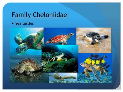 PPT - Family Cheloniidae PowerPoint Presentation, free download - ID ...