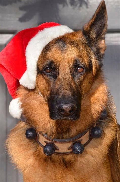 German Shepherd Dog in Santa Hat | Holiday Dog Photos