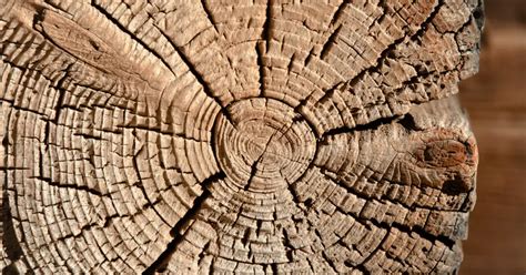 Concept of Dendrochronology in Archaeology | Anthroholic