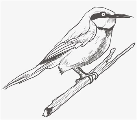 Bird Drawing Sketch Transprent Png Free Download - Sketch Bird ...