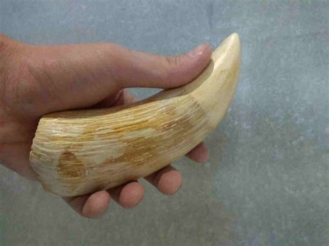 Sperm Whale Teeth – Seller of marine and ancient animal teeth ...