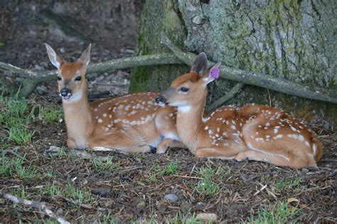 Twin Fawns 1 by PhotographyAndGoats on DeviantArt