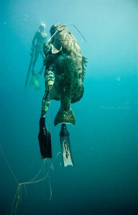 796 best images about Spearfishing on Pinterest