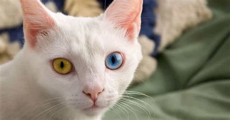 17 Beautiful Animals With Heterochromia (Photos)