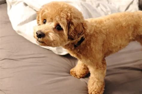 Black Toy Poodle Maltese Mix | Wow Blog