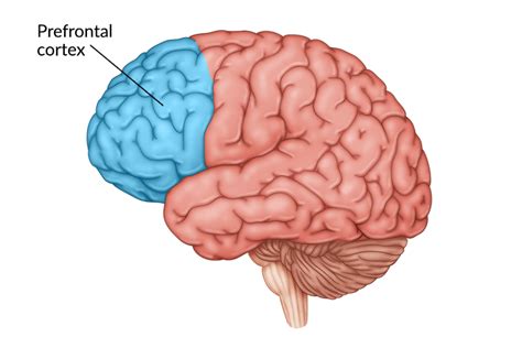 Prefrontal Cortex Function