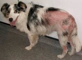 Flea Allergy Dermatitis | Cornerstone Veterinary Clinic