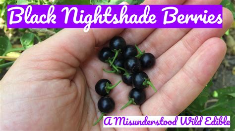 Black Nightshade Berries: A Misunderstood Wild Edible — Four Season ...