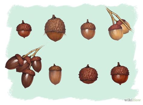 Acorn Identification Clearance | cpshouston.net