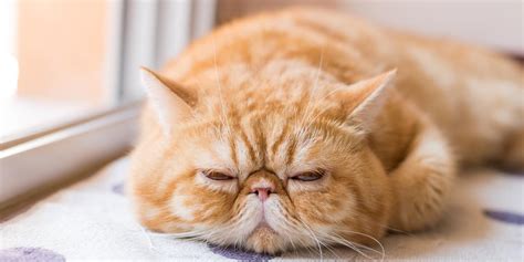 Exotic Shorthair Cat Breed: Size, Appearance & Personality